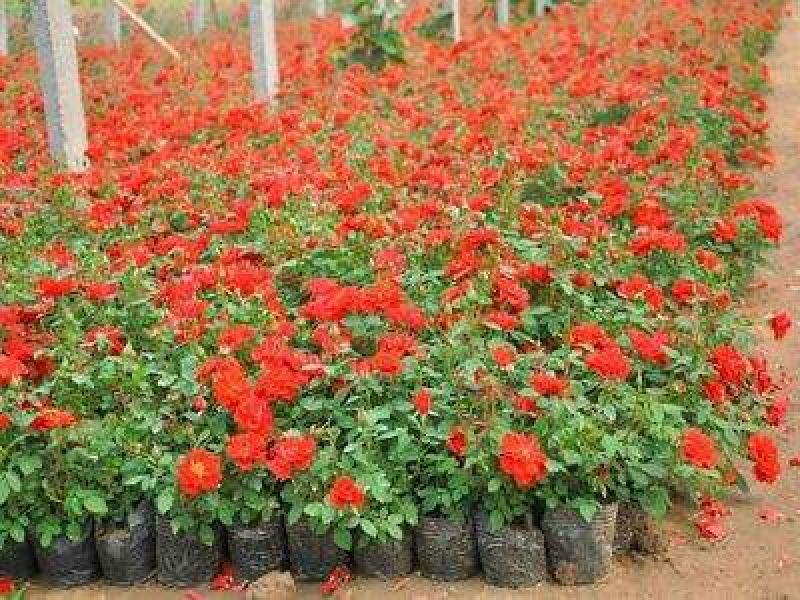 丰花月季40~50cm绿化工程专用苗