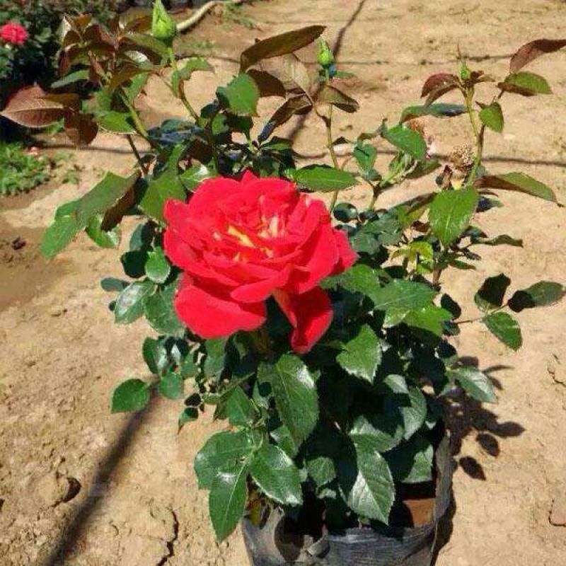 丰花月季40~50cm绿化工程专用苗