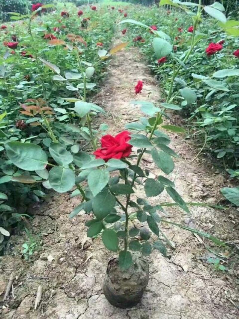 丰花月季40~50cm绿化工程专用苗