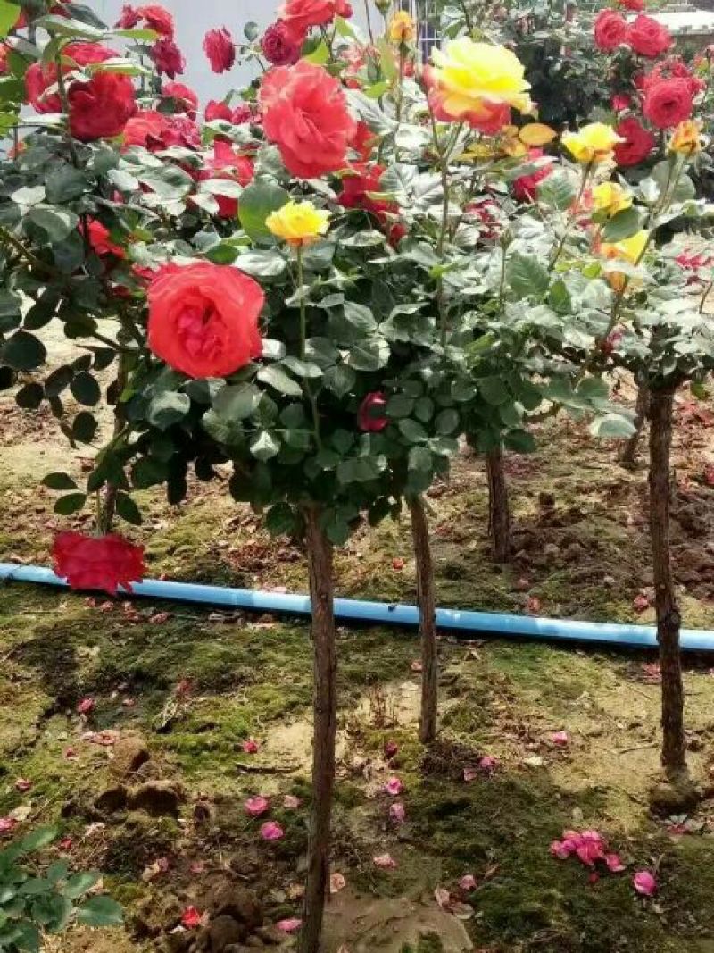 丰花月季40~50cm绿化工程专用苗