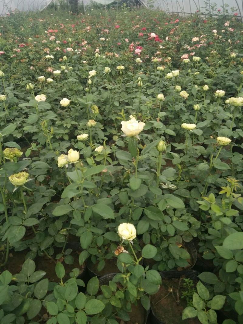 丰花月季40~50cm绿化工程专用苗