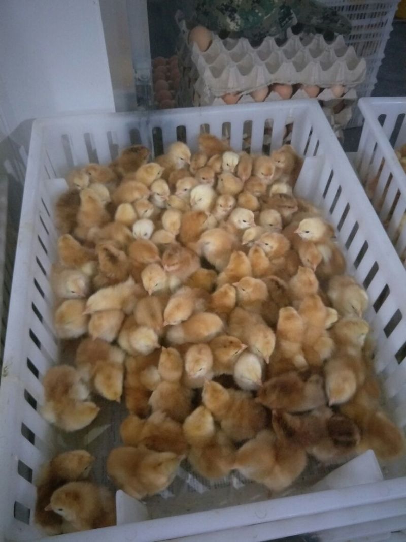 脱温鸡500克以下脱温苗通货