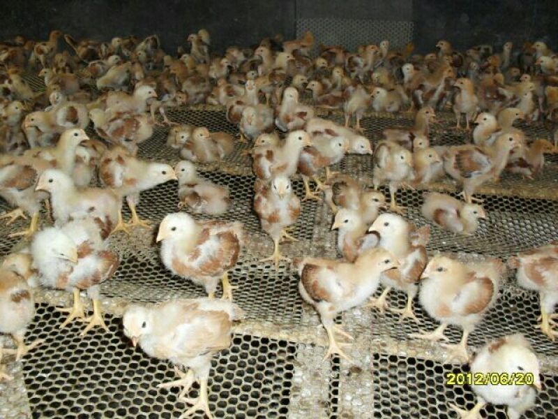 脱温鸡500克以下脱温苗通货