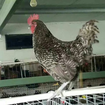 脱温鸡500克以下脱温苗通货