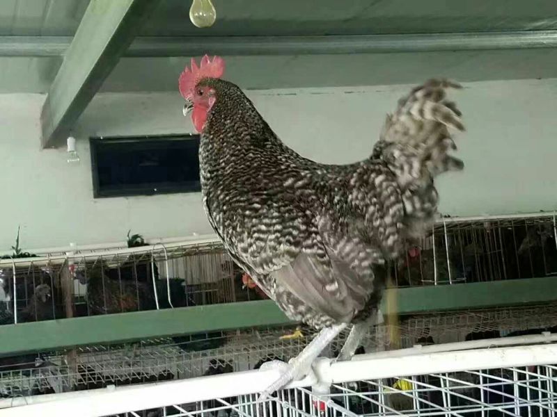 脱温鸡500克以下脱温苗通货
