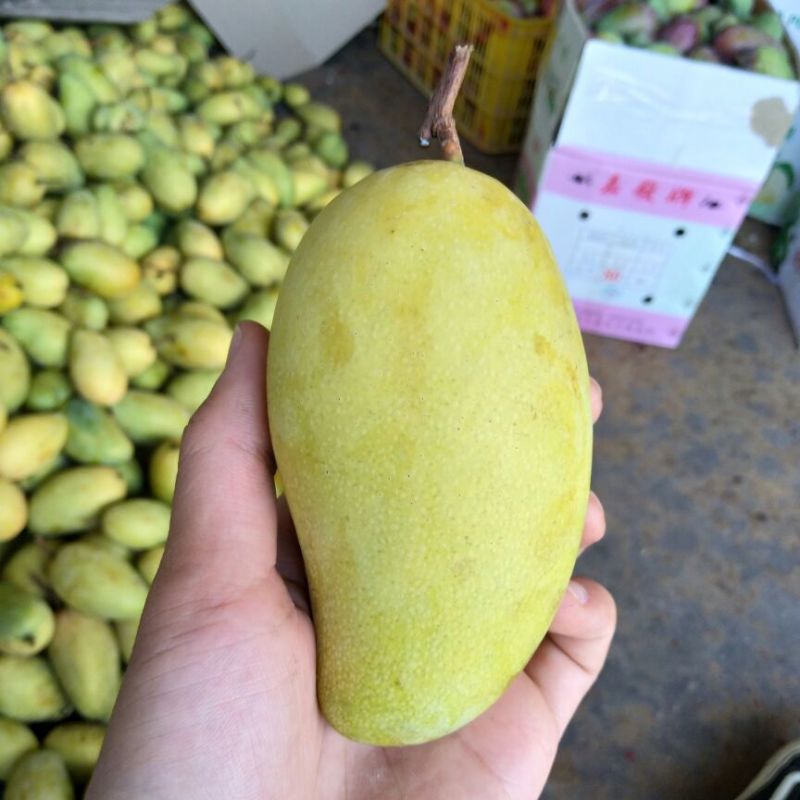 金煌芒8斤装全国包邮快