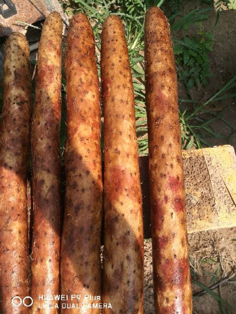 白玉山药3~4厘米一级通货，日本白山药