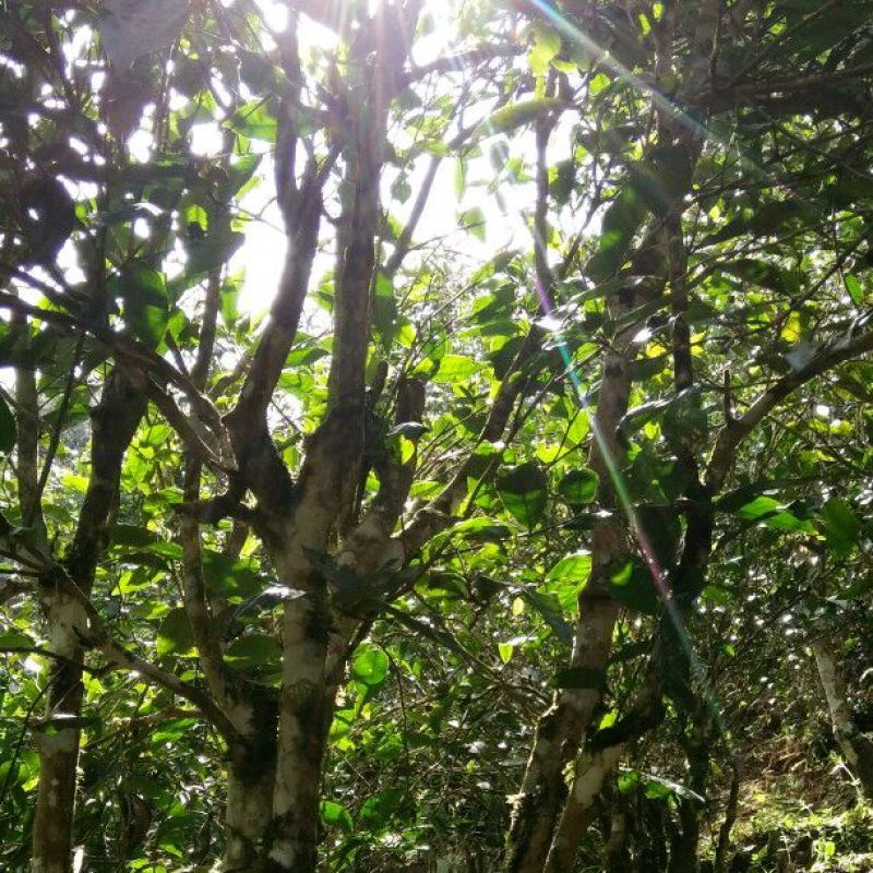 普洱茶一级