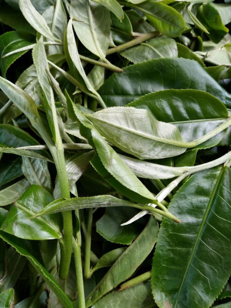普洱茶一级