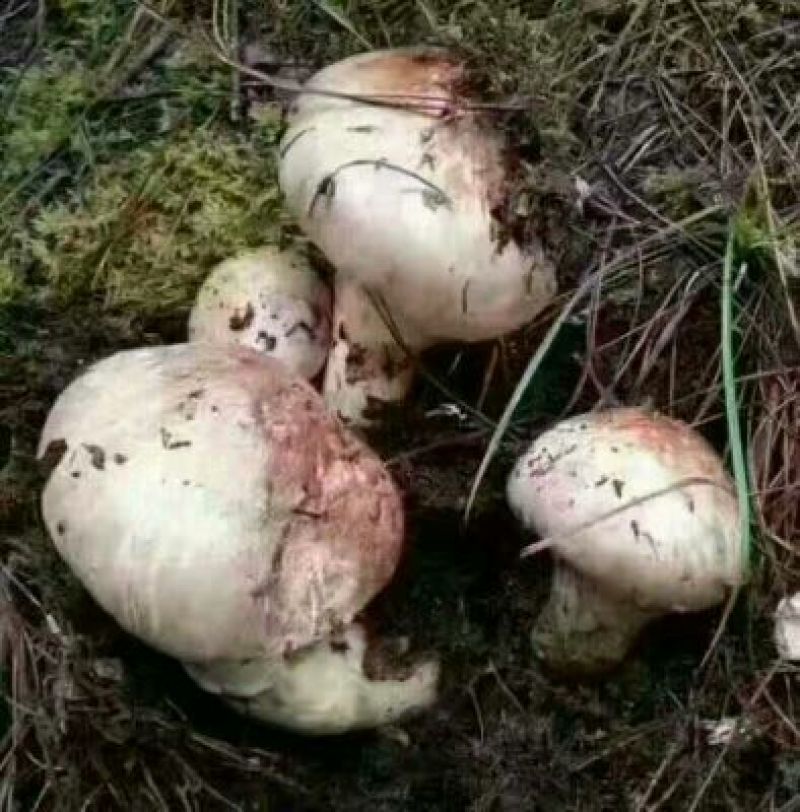 松茸一级东北野生松茸