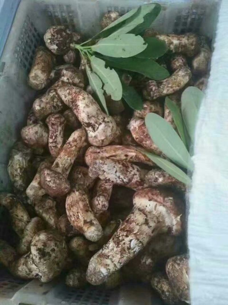 松茸一级东北野生松茸