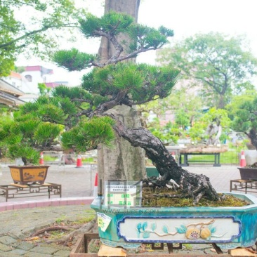 造型松14公分