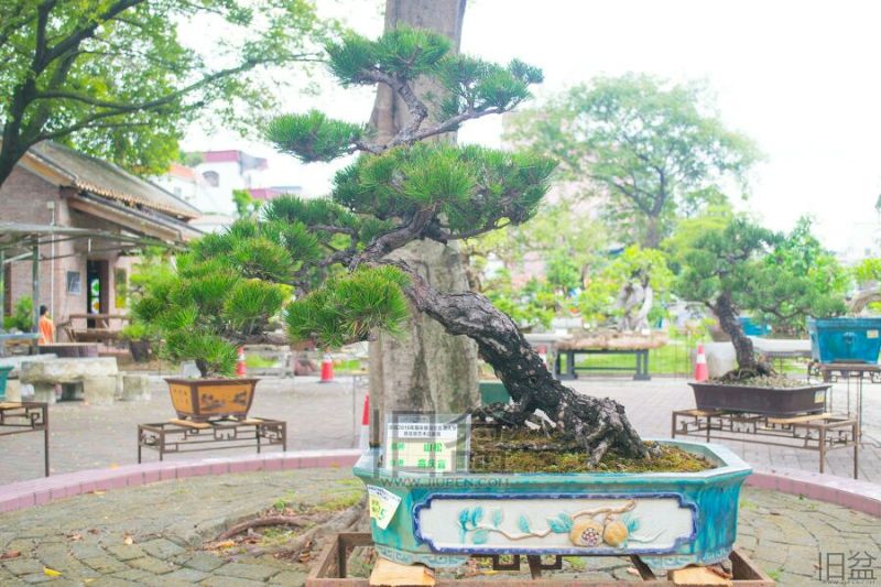 造型松14公分