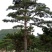 造型松14公分