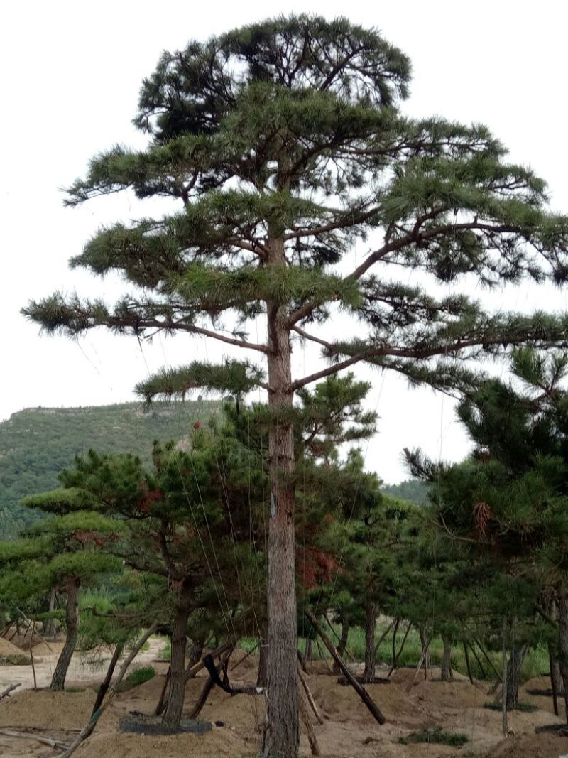 造型松14公分