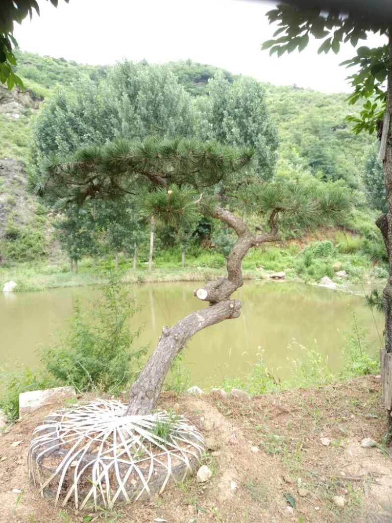造型松14公分
