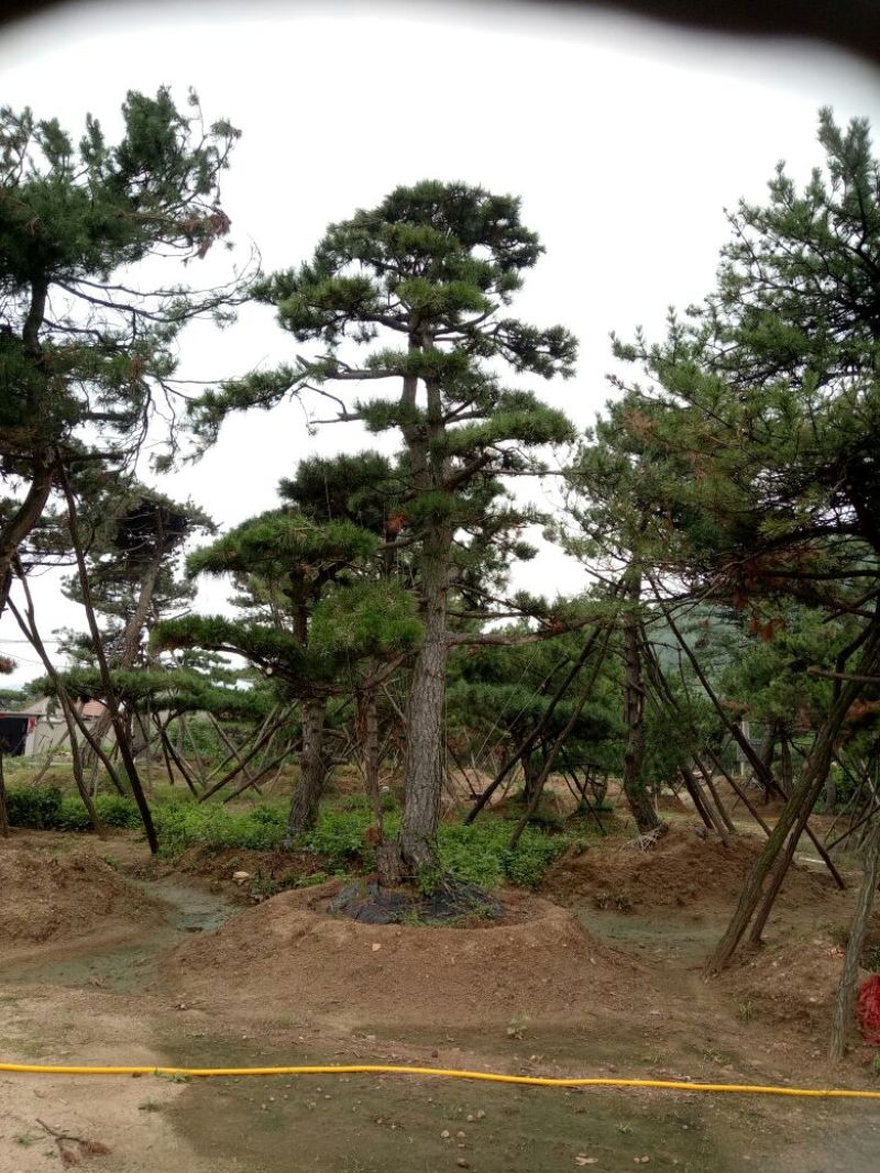 造型松14公分
