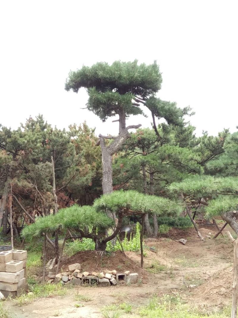造型松14公分