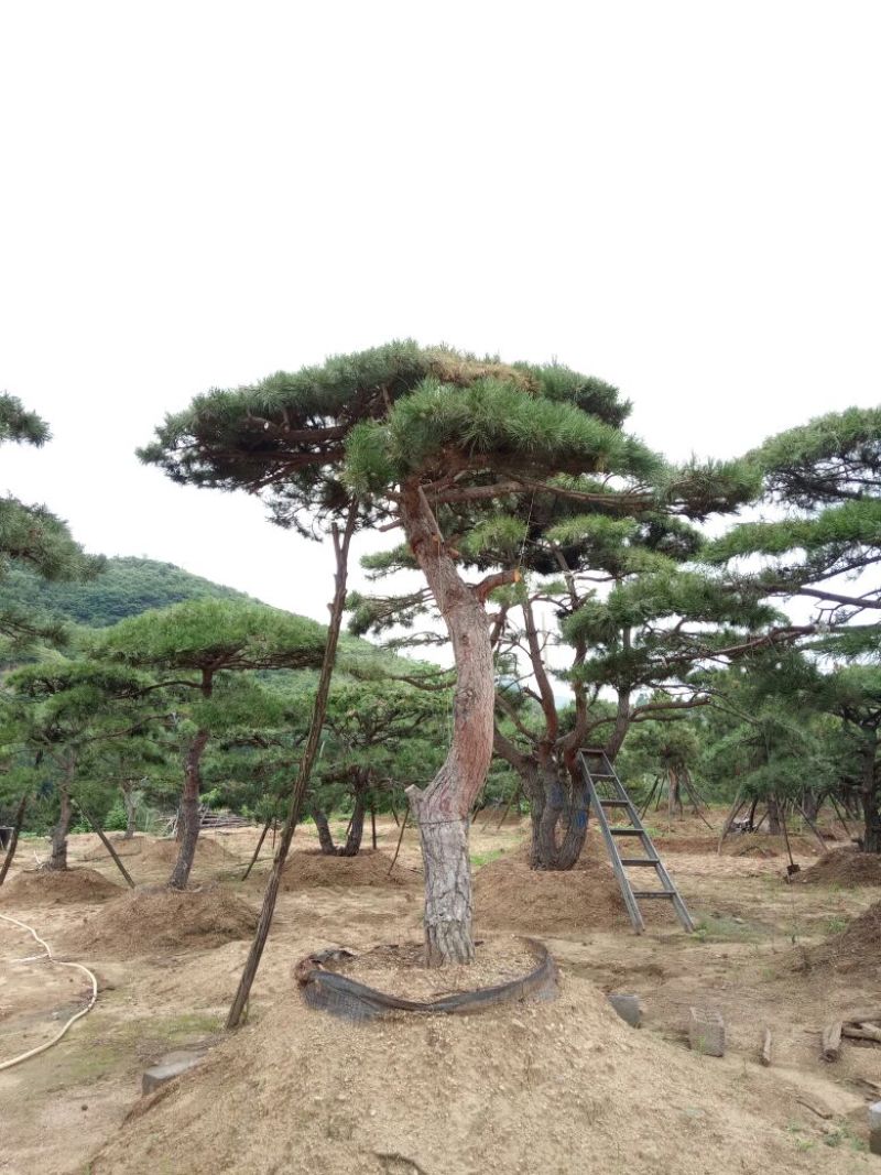 造型松14公分