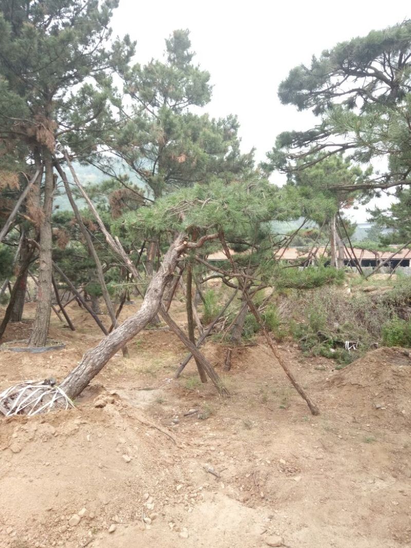 造型松14公分