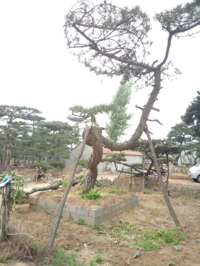 造型松14公分