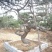 造型松14公分