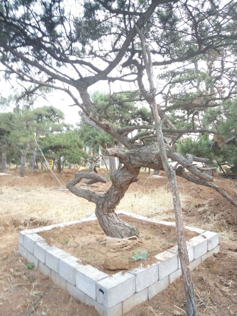 造型松14公分