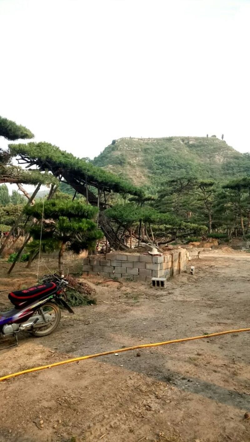 造型松14公分