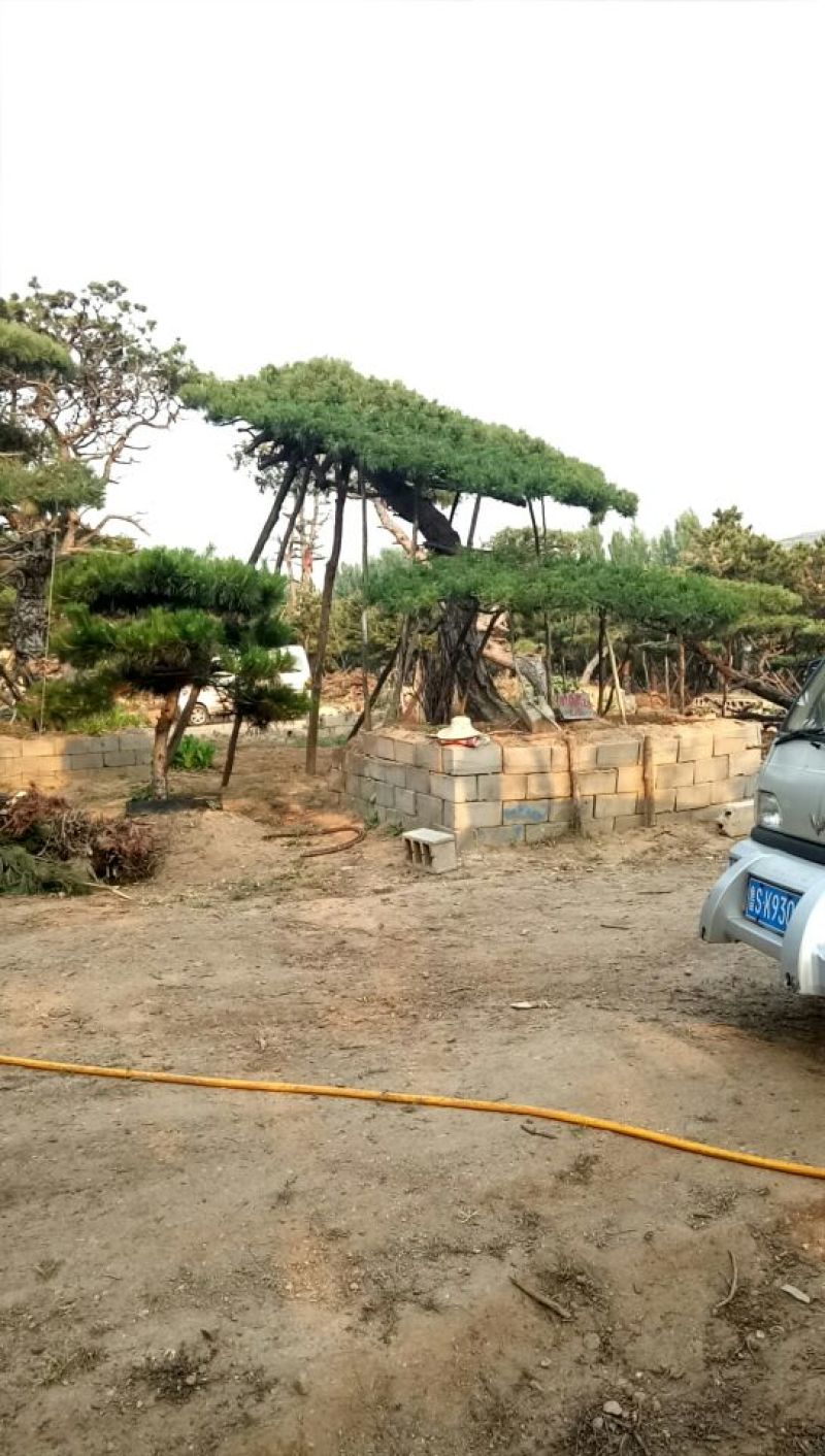 造型松14公分
