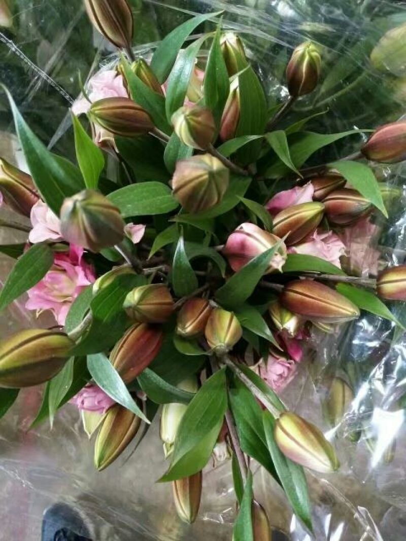 荷兰百合4以上
