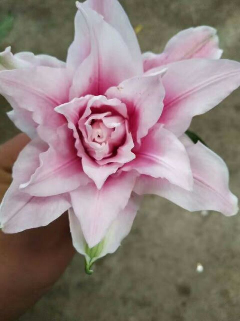 荷兰百合4以上