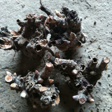 白芍种苗，纯改良品种