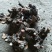白芍种苗，纯改良品种
