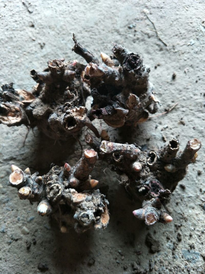 白芍种苗，纯改良品种