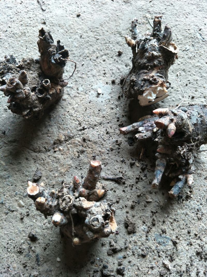 白芍种苗，纯改良品种