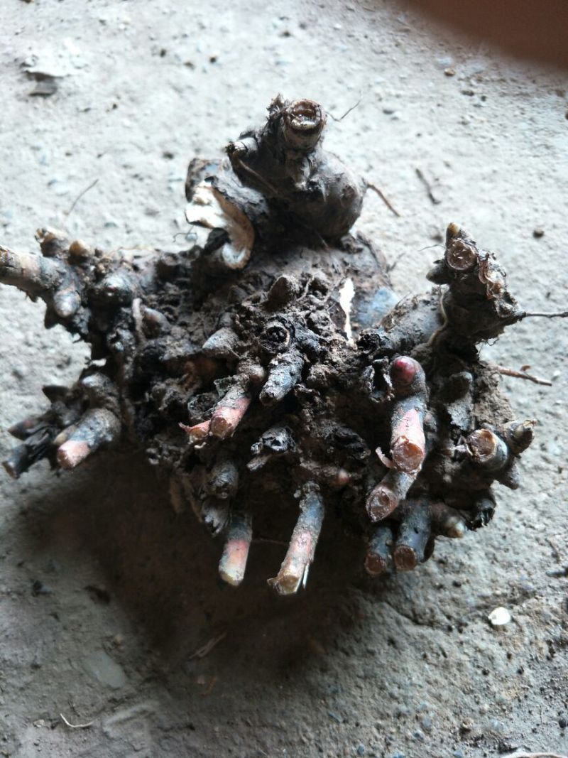 白芍种苗，纯改良品种