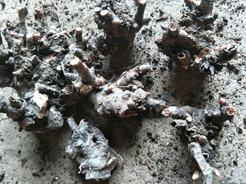 白芍种苗，纯改良品种