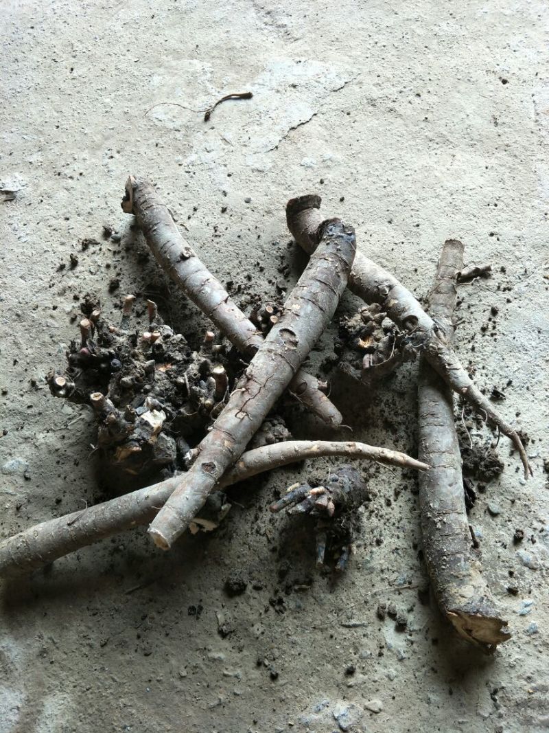 白芍种苗，纯改良品种
