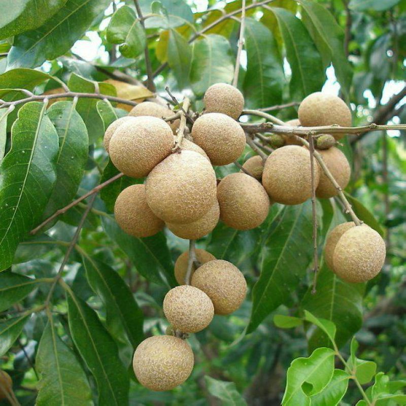 龙眼树苗30~50cm