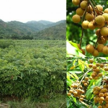 龙眼树苗30~50cm