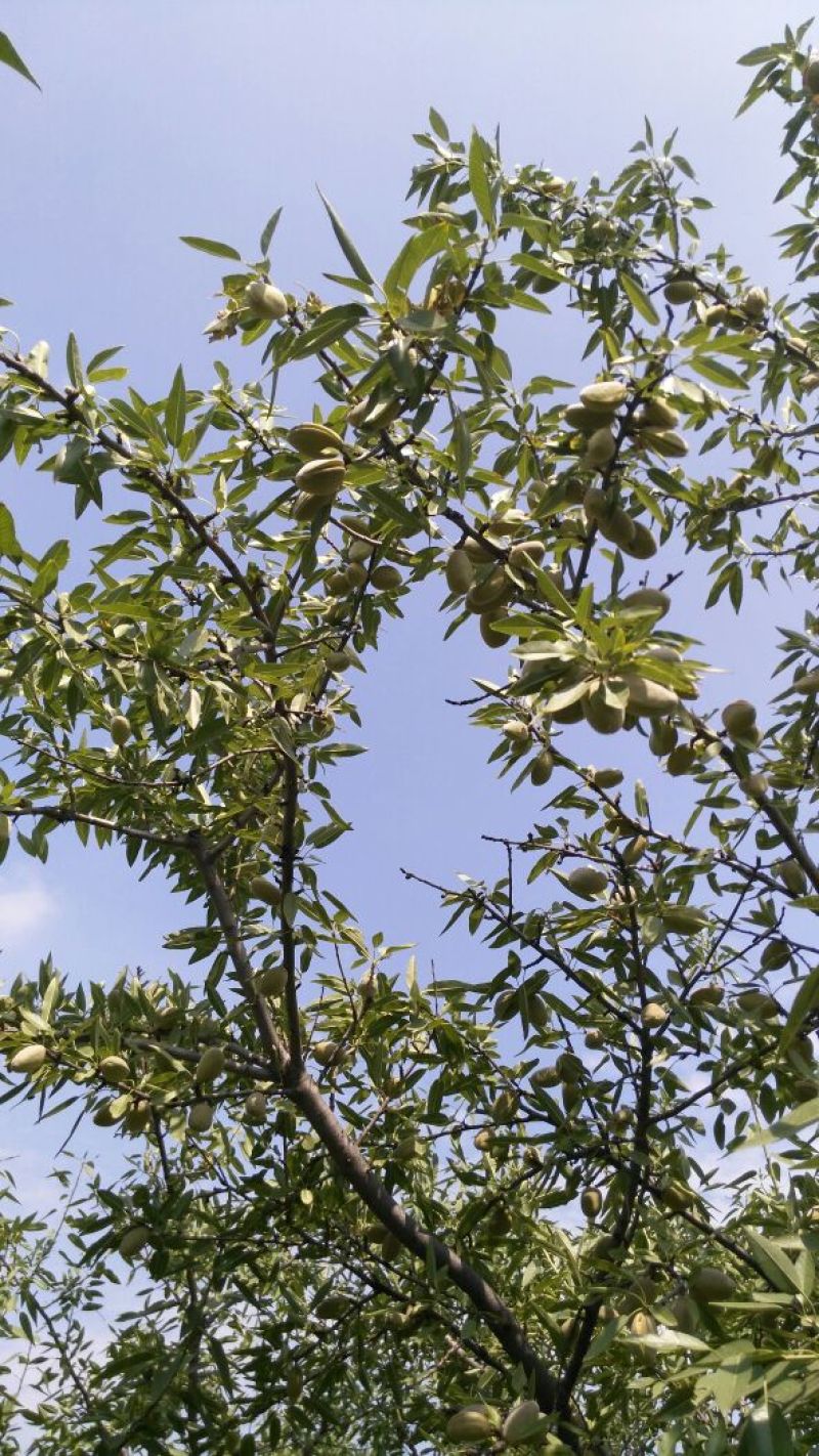 纸皮巴旦木散装