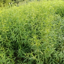 实生桃树苗，李子，桃子粘木，各种规格均有！