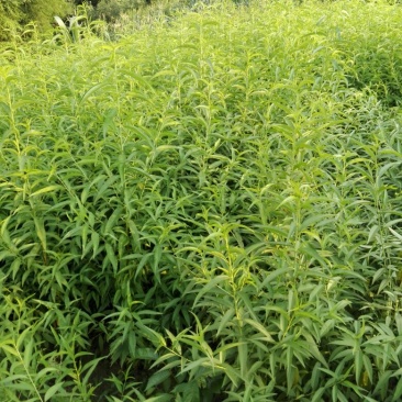 实生桃树苗，李子，桃子粘木，各种规格均有！