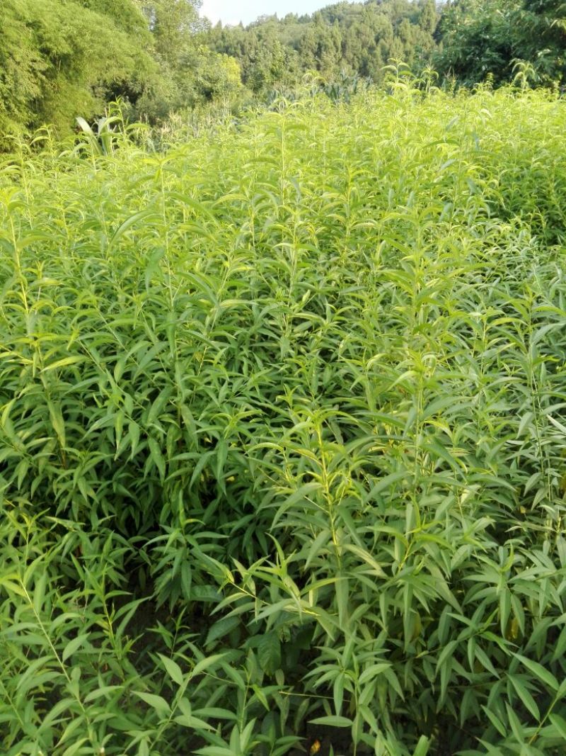 实生桃树苗，李子，桃子粘木，各种规格均有！