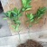 脐橙树苗30~50cm