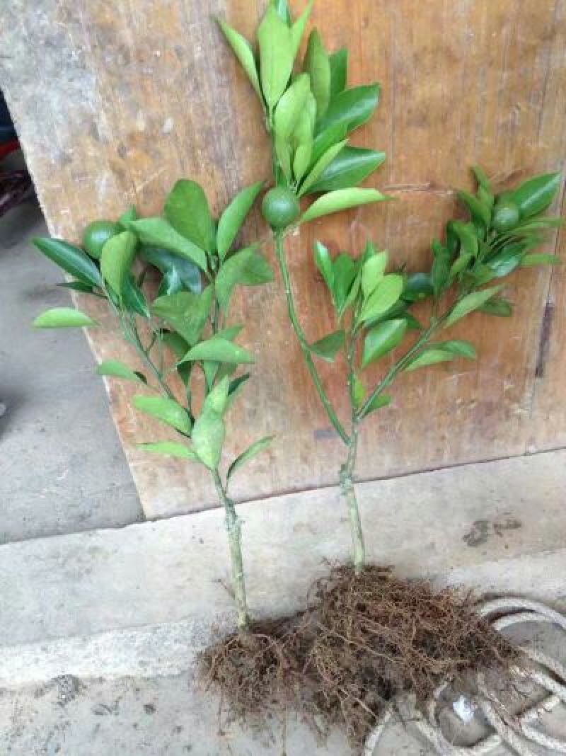 脐橙树苗30~50cm