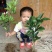 脐橙树苗30~50cm