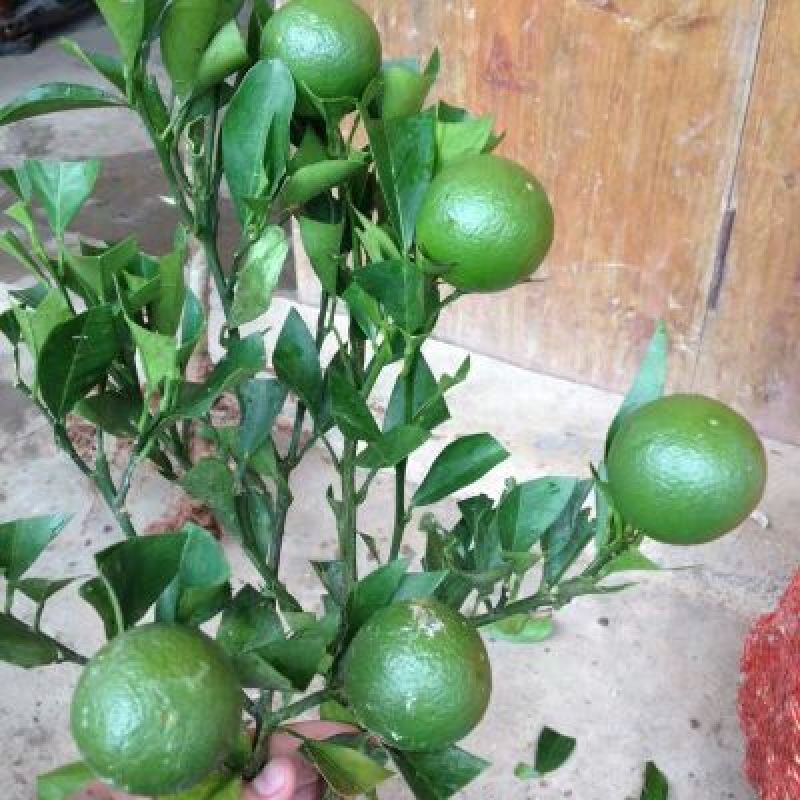 脐橙树苗30~50cm