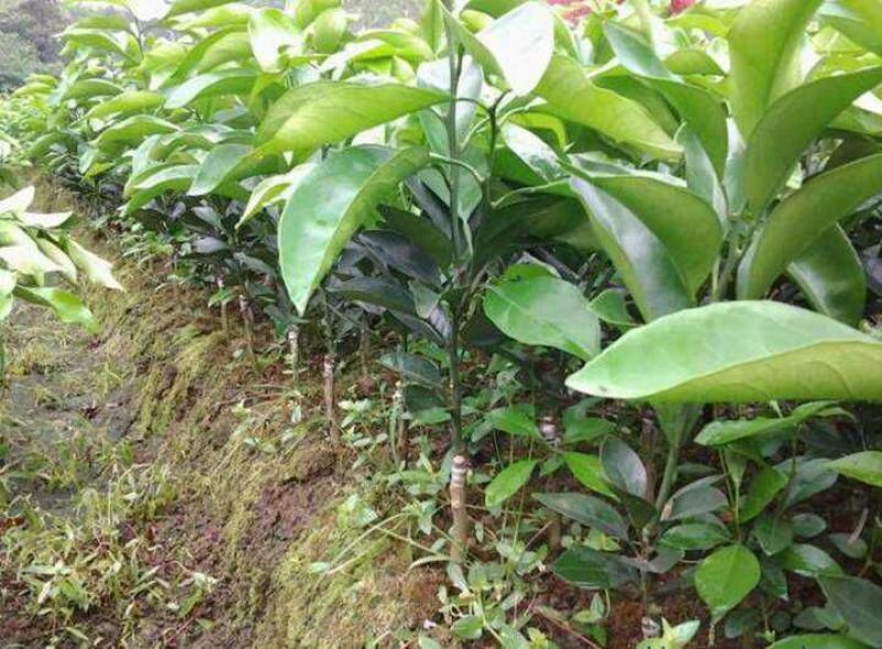 脐橙树苗30~50cm