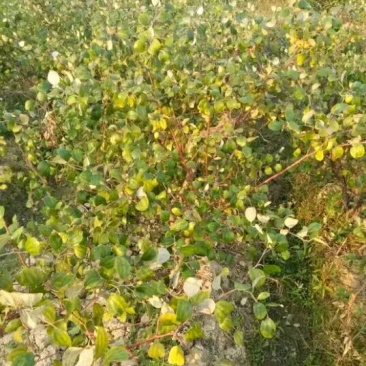 青枣苗50~80cm